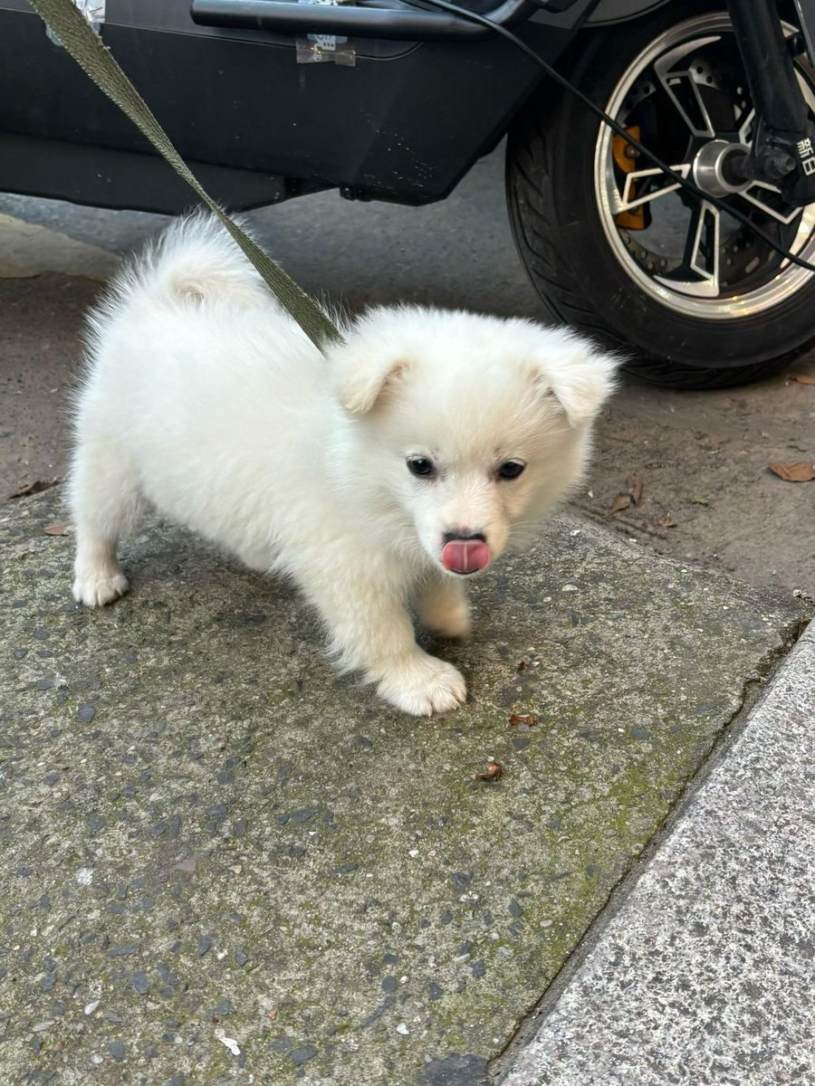 SylvanLad's tweet photo. Whenever I see the little dog on the roadside, I can't help but go and play with it. https://t.co/mw5rsXSwec