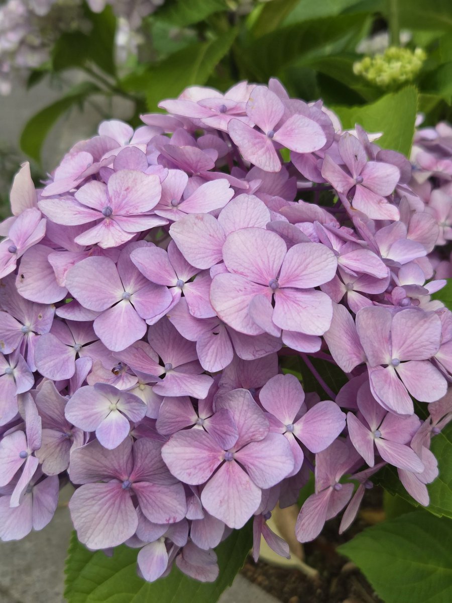 紫陽花の季節 vol.3