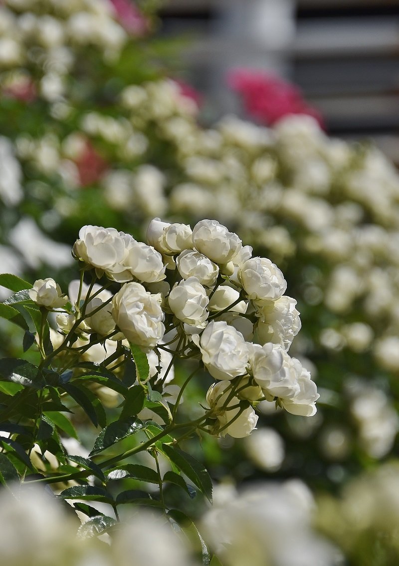 maruse12468's tweet photo. ❤️バラ❤️薔薇❤️バラ科
八重のバラの中では小さめの花が好きです☺️💕

#バラ #薔薇 #赤い花 #ミニバラ #私の花の写真 
                 https://t.co/7w0z7hKyMJ https://t.co/xVQqlUxMVC