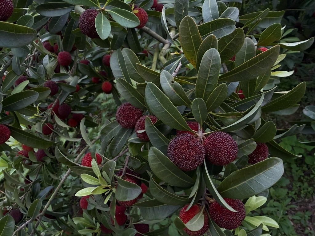 SylvanLad's tweet photo. Crimson hue, taste of early summer https://t.co/7SG4zgJBWH