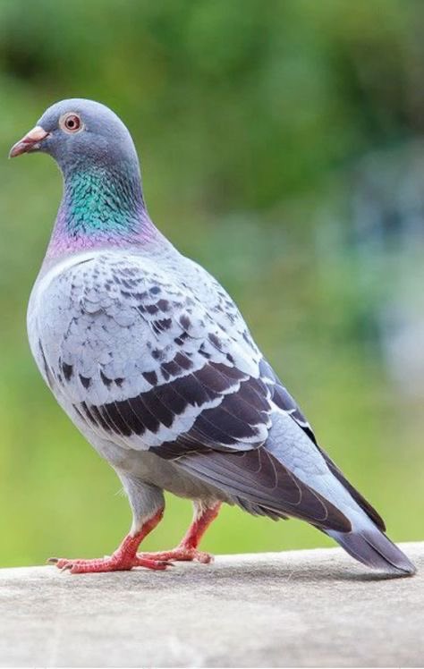 OlawaleOlanir12's tweet photo. If you are owing debt and it is really looking difficult to pay , do this 

Get ewe akisan 

Get one pigeon 

One whole alligator pepper 

Burn together and mix the powder with soap .

Be bathing it .

Note once you finish paying the debt 

Don’t use the soap again  throw it away https://t.co/6vyV17P4ra