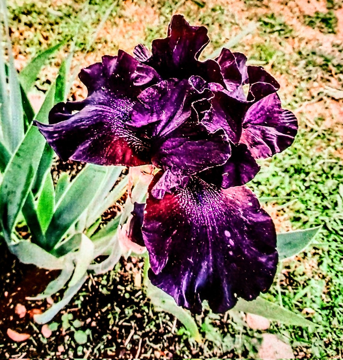 CreateByMichael's tweet photo. "Shades of purple!"
#FlowersForFriday
#flowerphotography https://t.co/9rQGMRPsBc