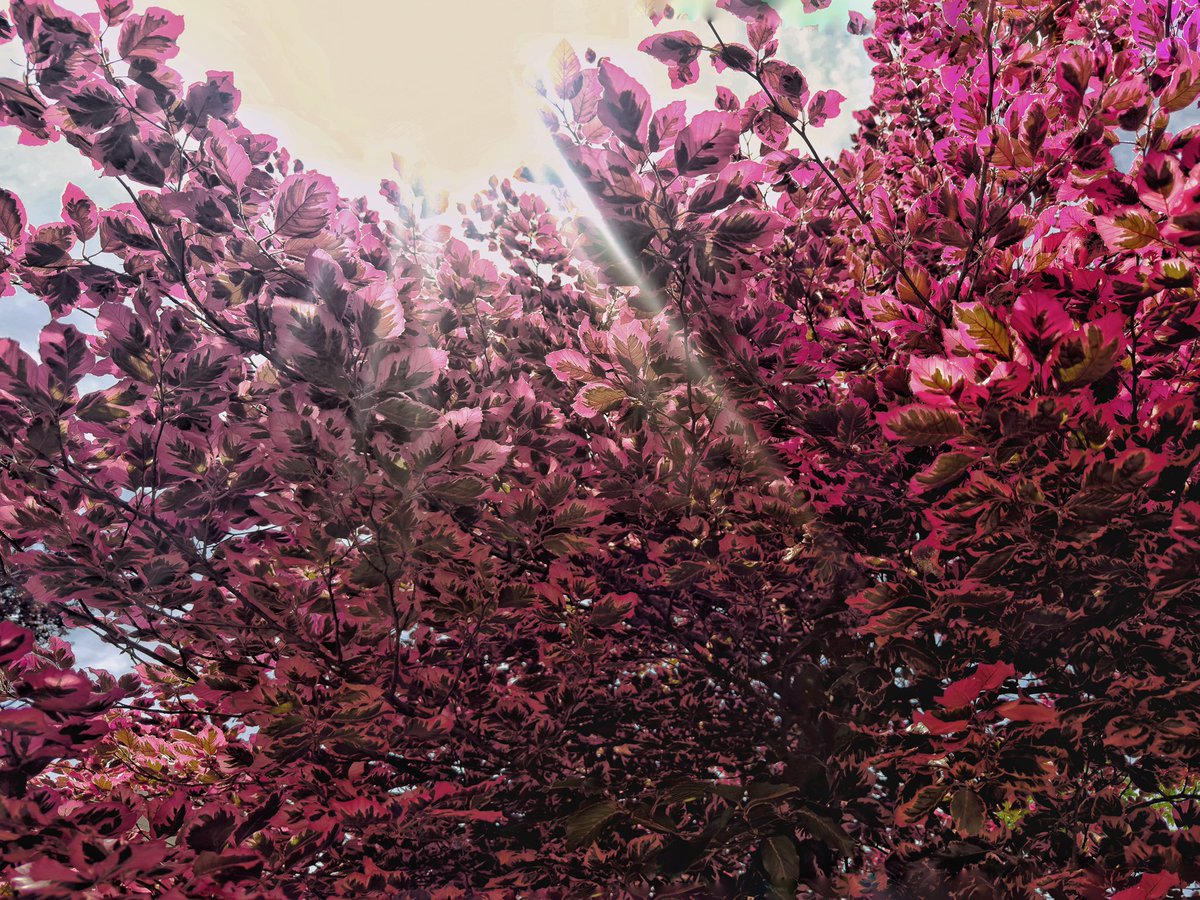 timvarian's tweet photo. #brooklyn #newyorkcity #Naturewalk #naturelovers #streetphotography #streetstyle #photooftheday #newyorkstateofmind #brooklynphotography https://t.co/tgDFA5upKh