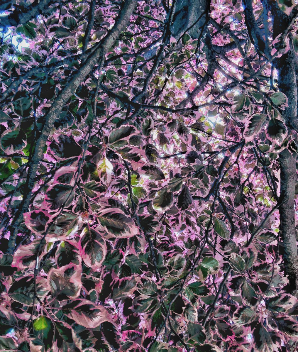 timvarian's tweet photo. #brooklyn #newyorkcity #Naturewalk #naturelovers #streetphotography #streetstyle #photooftheday #newyorkstateofmind #brooklynphotography https://t.co/tgDFA5upKh