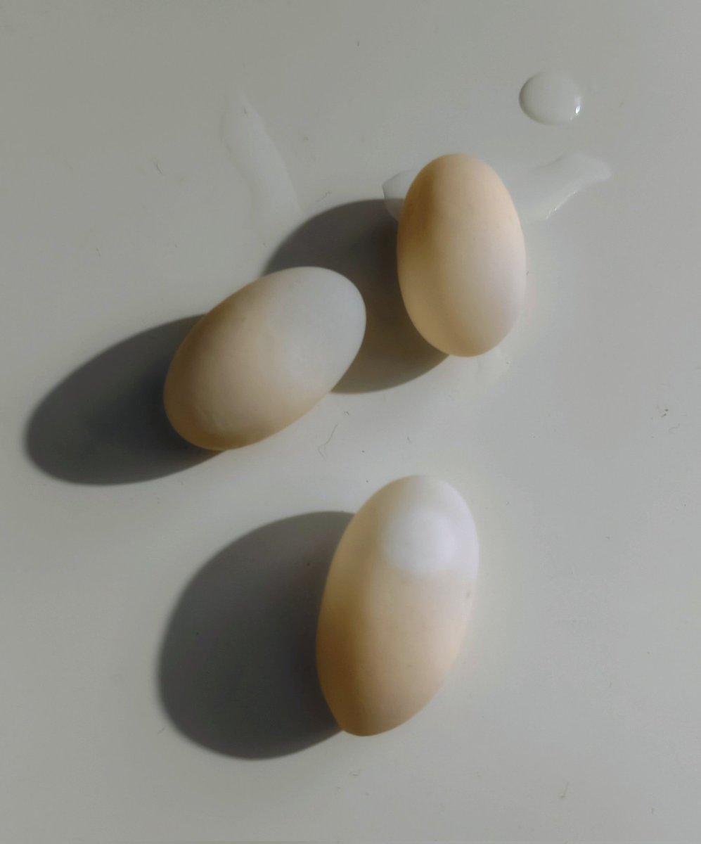 atoriudoh's tweet photo. (続き)
金曜に１卵出たけど、そのまま梨の礫。食欲無し。
ところが一昨日１卵、昨日２卵と全部出た！
しかも3産卵が良い転機になり、卵管が引っ込み食欲復活😆
即獣医に電話。抗生剤続けて、一週間様子見ろと指示。

排便でまた出るかもだけど、一先ず良かった！
#オオアタマヒメニオイガメ #卵管脱 https://t.co/4ULcq6Xvvd