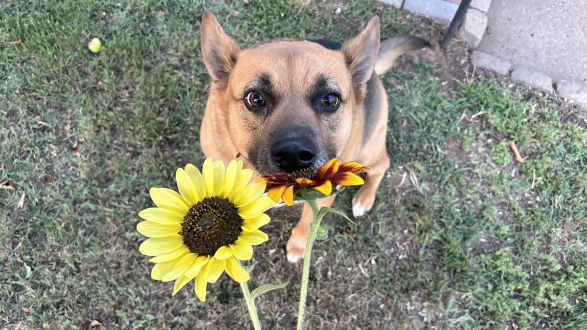RottenDeadpan's tweet photo. garden flower investigator https://t.co/OOxb2UeShg