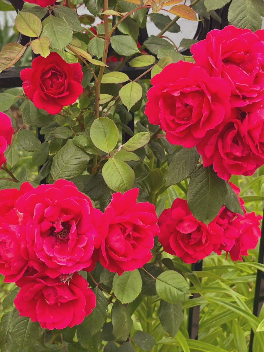 humanmeatonly's tweet photo. i love late spring, when the flowers are blooming, there’s still the occasional rainy morning, and you can feel summer on the horizon https://t.co/4IWddL6Q5z
