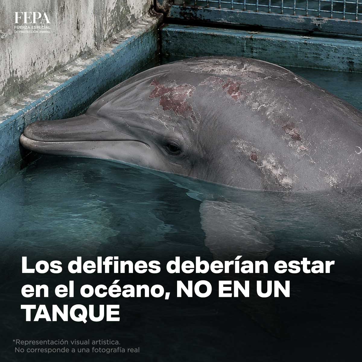 FepaVet's tweet photo. Los delfines deberían estar en el océano, NO EN UN TANQUE https://t.co/FZrl1NfPIC