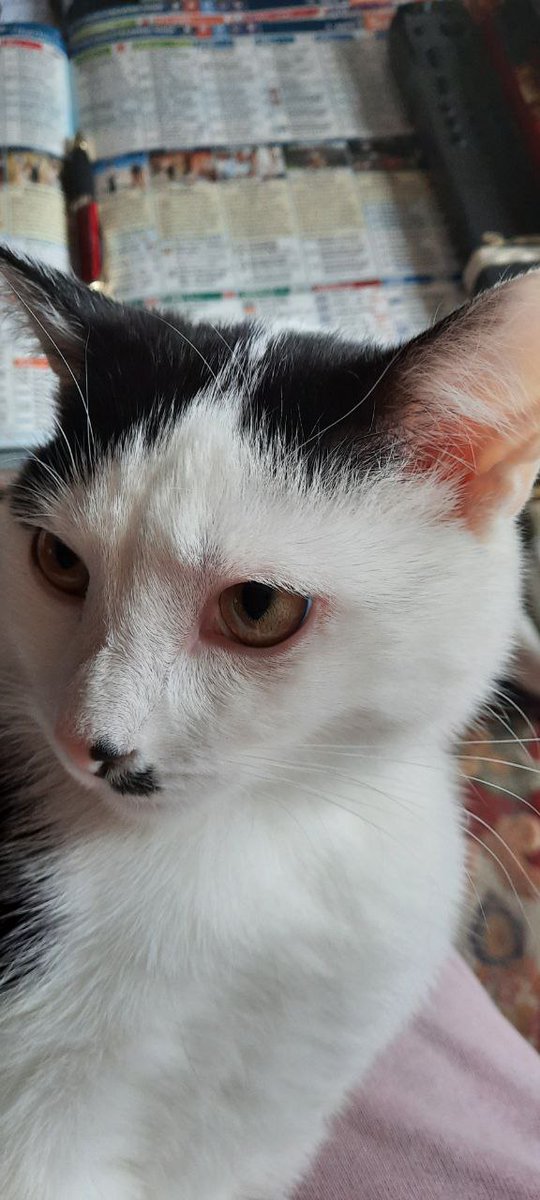 rixicat's tweet photo. @geli1104 R.i.P.- der kleine schwarzweiße Kumpel!
Ich bin erst 6, Wohnungskatze mit Balkonauslauf- und hoffe, ich habe also noch zwei Drittel meiner Zeit, mit mei Lady Romy vor mir! 😼 https://t.co/bYmqh5w9SK