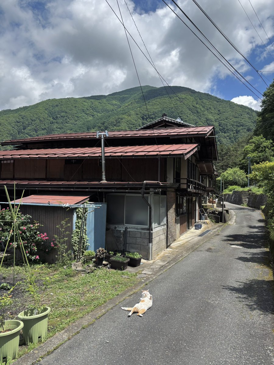 JoyfullCat's tweet photo. After the typhoon passes. A cat's fallen… https://t.co/lZQ9yRwm0m