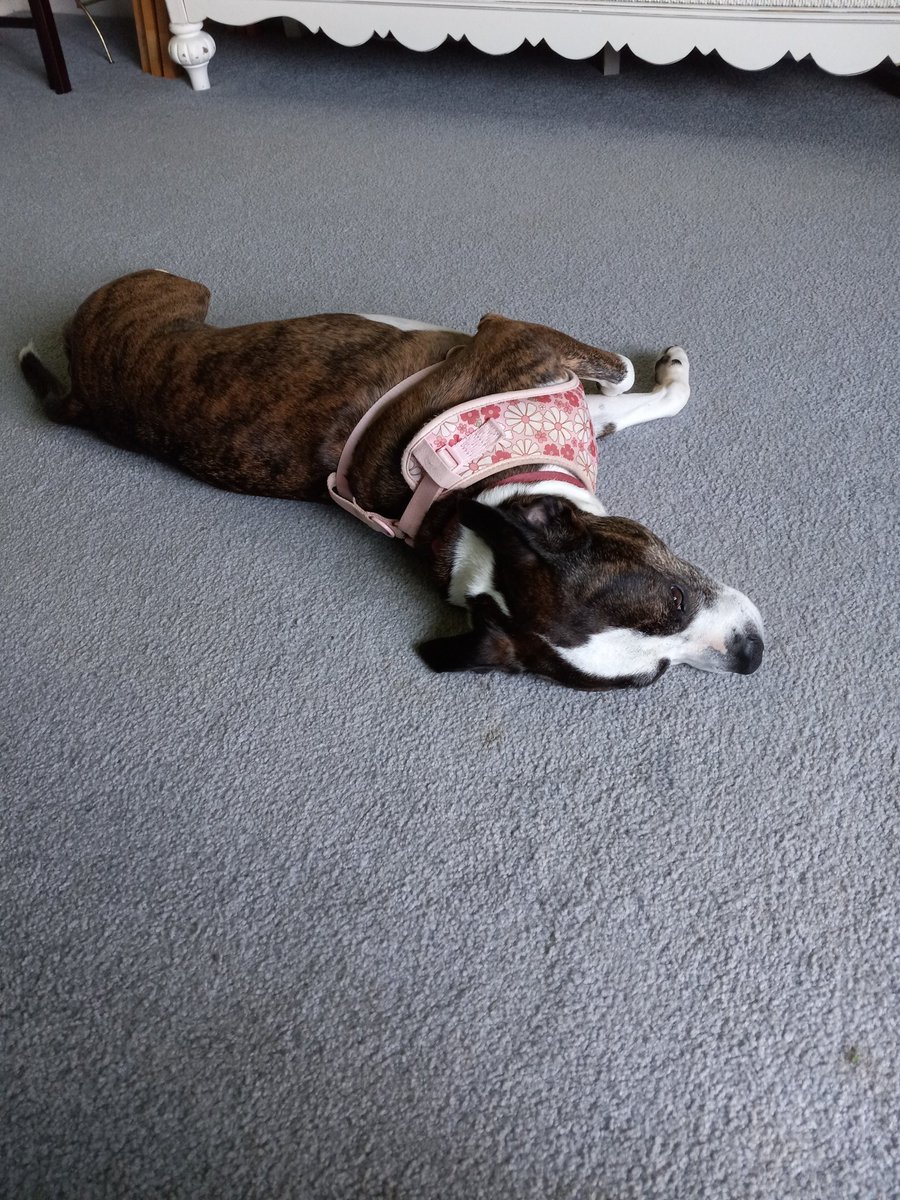 kkaphers's tweet photo. How is it that my lil 7lb Yorkie has more energy,  even after keeping up with my 40lb Staffy on the mountain trail??  🤣😂  I love these 2!  #yorkie  #staffy #puppy #DogsOnX  #DogsofTwittter https://t.co/sUlhnJWQsR