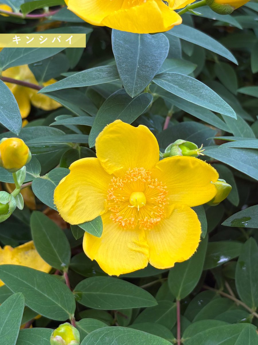 acao_forest's tweet photo. 5月30日の開花情報をお知らせします💐

園内では遅咲き系の品種 修景バラが見頃となっています！🌹✨

そのほかにも、アジサイやキンシバイ、フロックスオープニングアクト
などをお楽しみいただけます💓

詳細はHPのBLOOMING NOWをご確認ください👀✨ https://t.co/BSXaVSVP4w