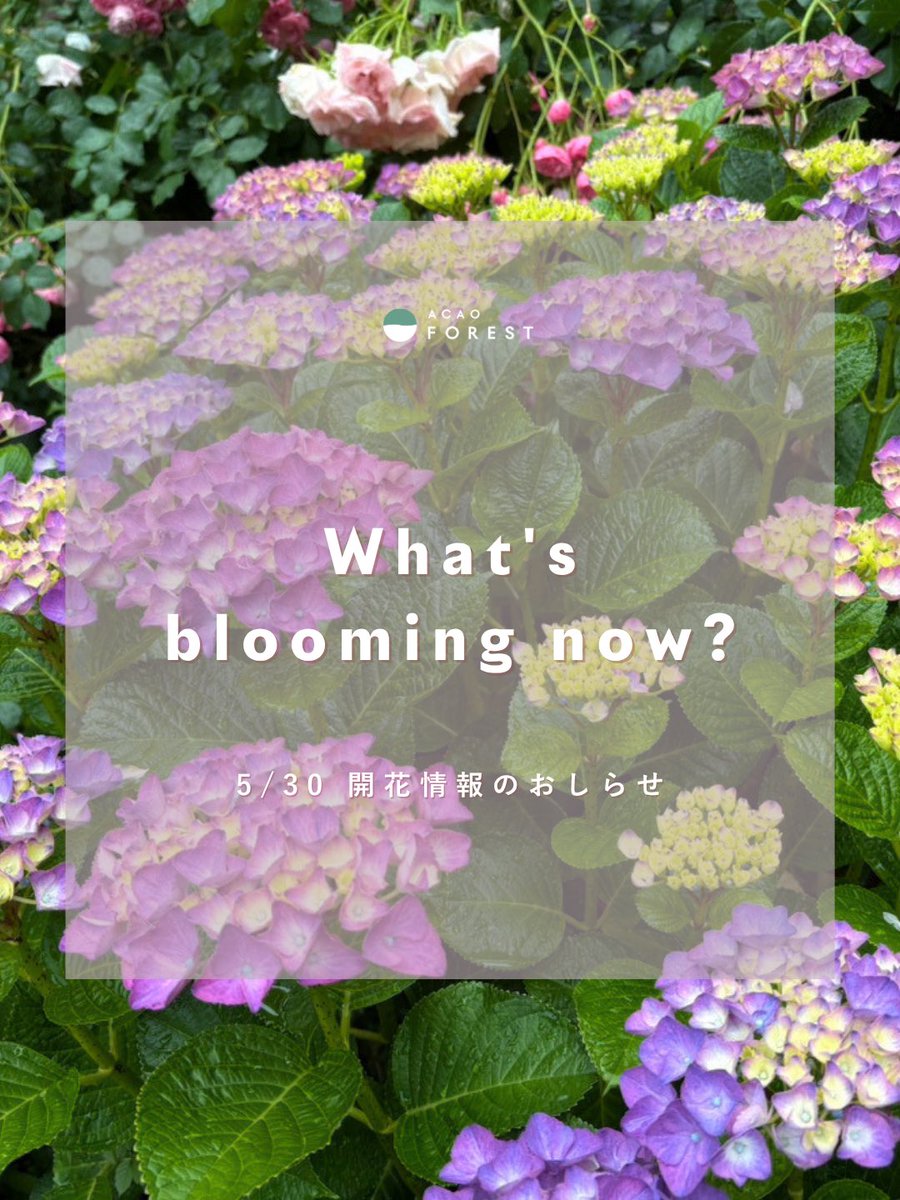 acao_forest's tweet photo. 5月30日の開花情報をお知らせします💐

園内では遅咲き系の品種 修景バラが見頃となっています！🌹✨

そのほかにも、アジサイやキンシバイ、フロックスオープニングアクト
などをお楽しみいただけます💓

詳細はHPのBLOOMING NOWをご確認ください👀✨ https://t.co/BSXaVSVP4w
