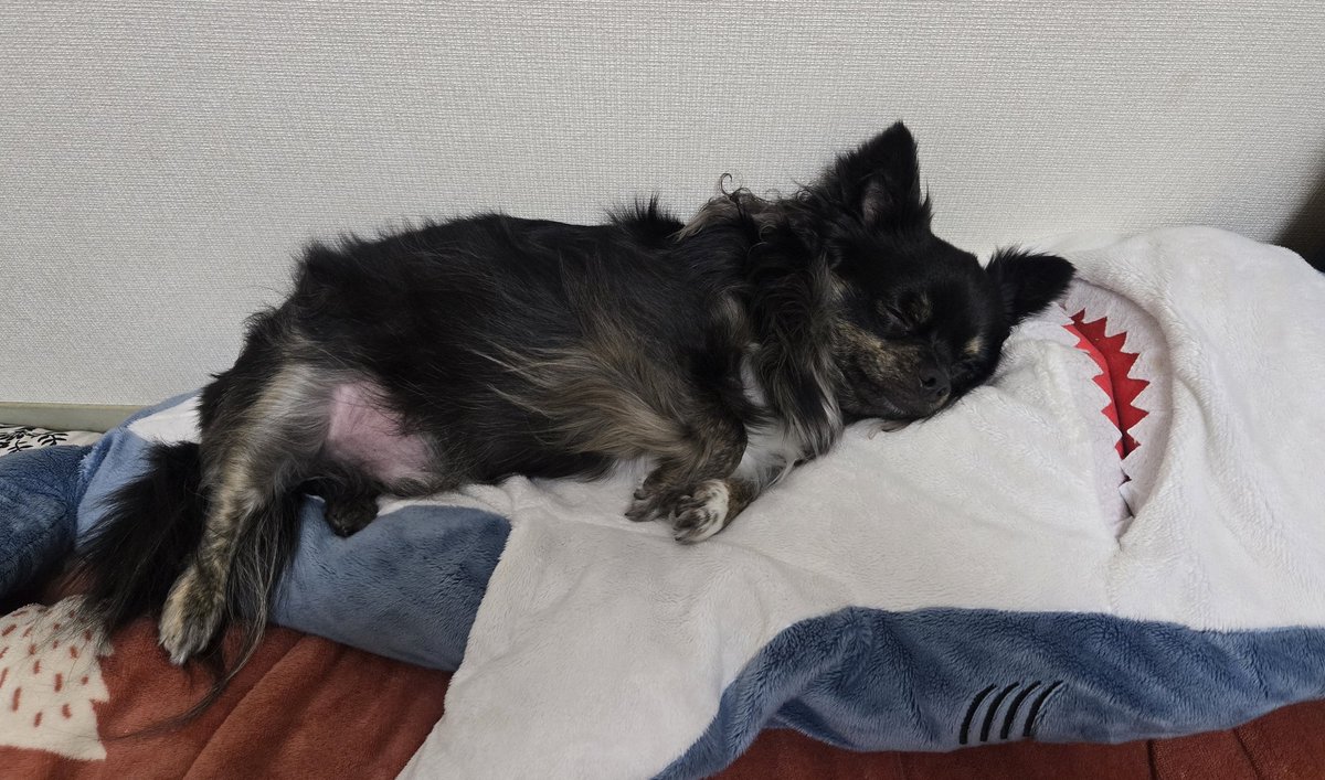 emikuu's tweet photo. うちのチワワ太り過ぎみたい😭
ご飯は1日1回で50㌘くらい。
食べない日もあるんだけど🤔
おやつかしら･･･😲
散歩嫌いやもんね😫
犬の1㌔どうやって減らそう❓ https://t.co/Z8rrJXDgOe