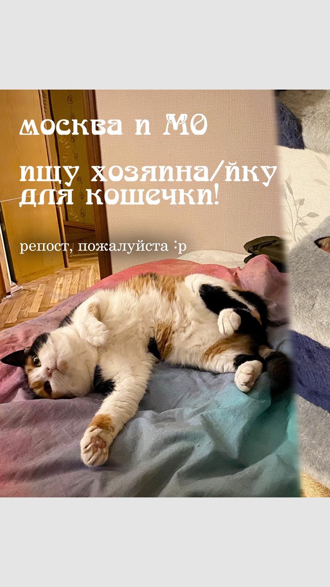 sparklingchaoss's tweet photo. москва и МО, очень ищу хозяина любвеобильной кошечке!

горячо её люблю и давно содержу, но теперь для меня это слишком тяжело из-за своей нарастающей инвалидности :(
большой чмок за ретвиты, связаться тут в дм / тг @ winniebleh 🙏 https://t.co/vmiwc8IG0X