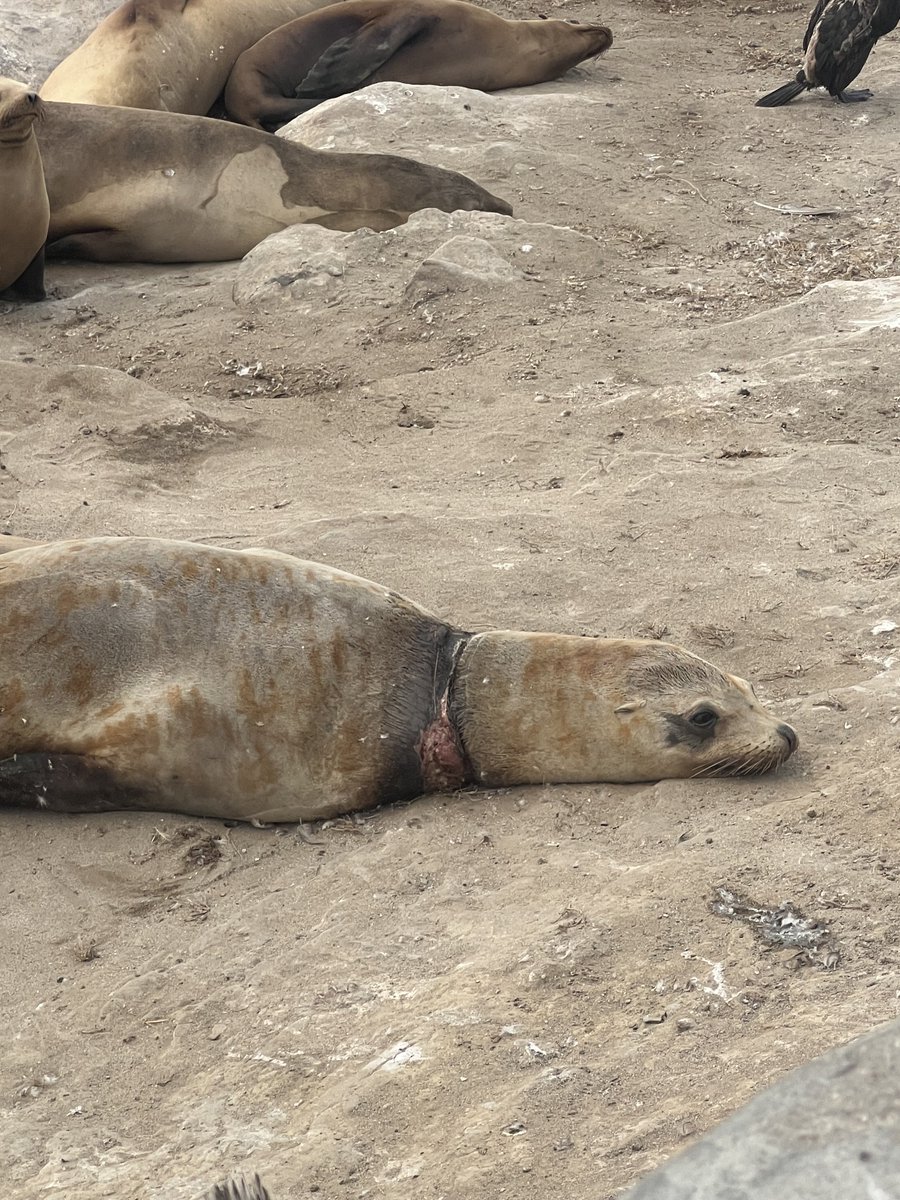 OptionRight247's tweet photo. Help needed,⁦@SeaWorld⁩, at La Jolla Shores.  Fishing line is caught around his neck. https://t.co/ezujOmEXpG
