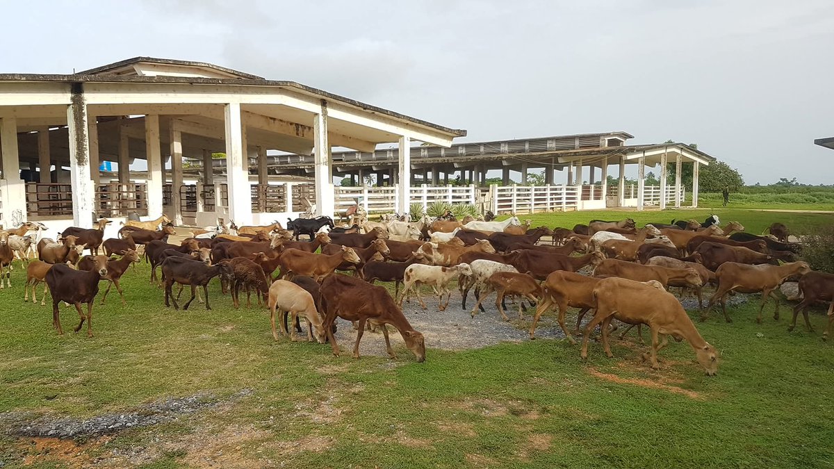 YamileRamosCord's tweet photo. Recorrimos áreas agrícolas del municipio #Sandino, un territorio con amplias potencialidades productivas que sus productores se esfuerzan por impulsar. #UnidosXCuba #PinardelRío https://t.co/zFuWD4ouKu