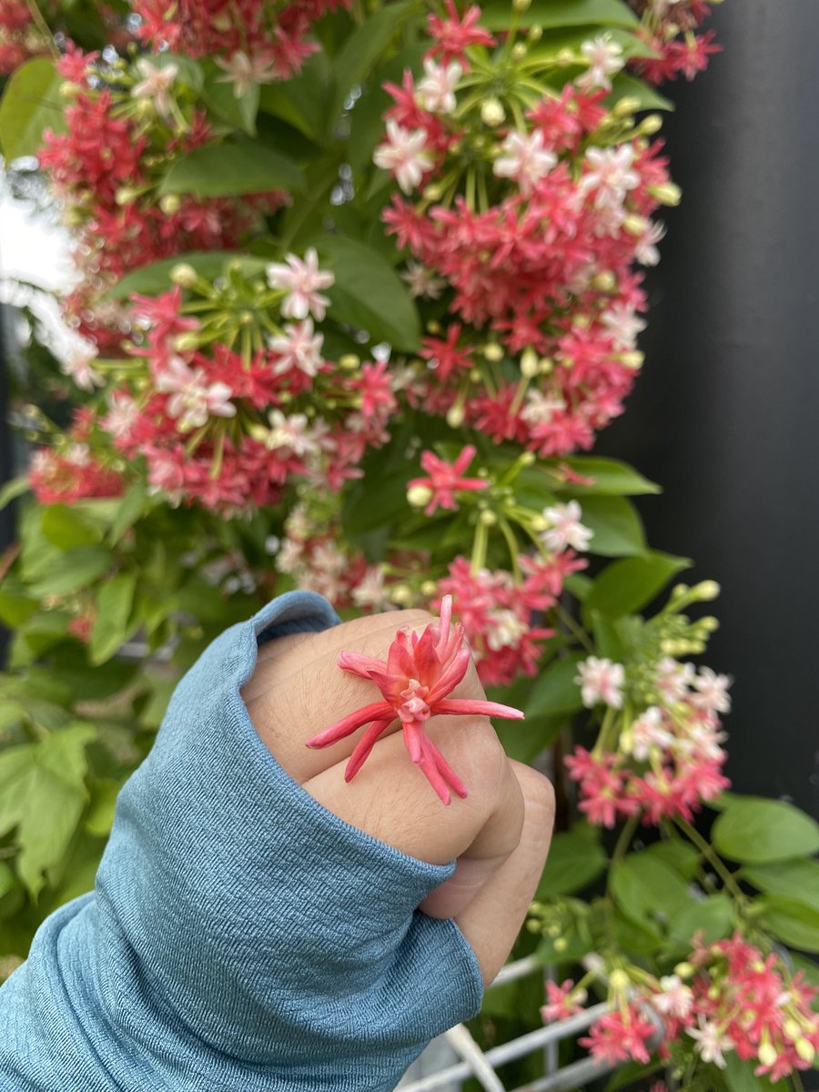 halzyonsky's tweet photo. pas pertama kali lihat, aku auto nyamperi karena warnanya cantik banget! 💗

dan sampai sekarang masih mencari tau apa nama bunga ini 😅🌸 https://t.co/OZDLik6tLA