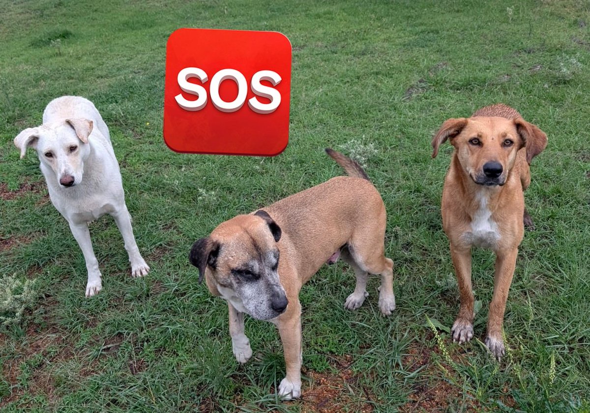 Nyu_umi's tweet photo. Dejaron o perdieron a estos perritos en el Edo. de México, me avisaron en la tarde, pero pude ver hasta ahora,las personas que los vieron están de visita y no pueden llevárselos, les dieron alimento y un refugio improvisado, alguien que pueda ayudarlos? 
Ya está lloviendo 😞 https://t.co/24CHfYEEsY