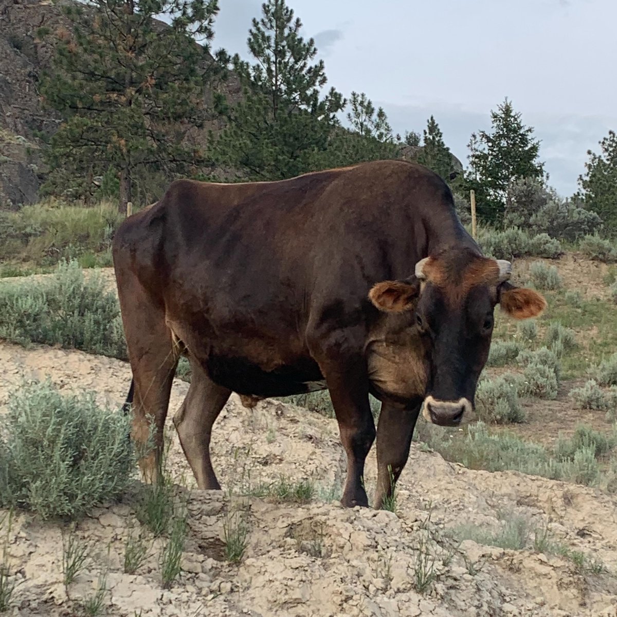 WillowWind64's tweet photo. Support Sanctuaries NOT slaughterhouses #DitchDairy

These gentle giants were rescued as calves. They're living out their lives peacefully at Eden's Way Farm Sanctuary.

🔹https://t.co/9D0mZENLus

The Cowboys💞 https://t.co/shbUm1qa3I