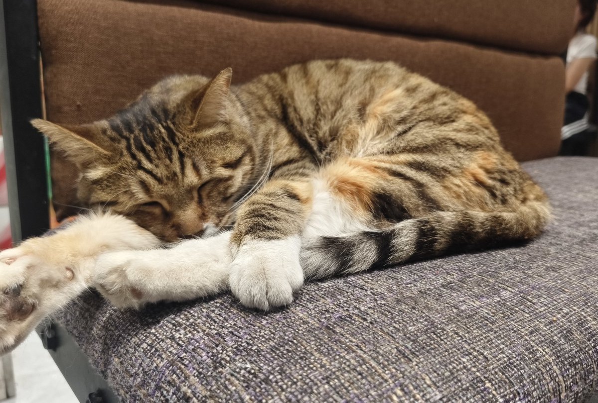 LM0QwQ0's tweet photo. @zcahverse 🐈 https://t.co/a7BF6bsblo