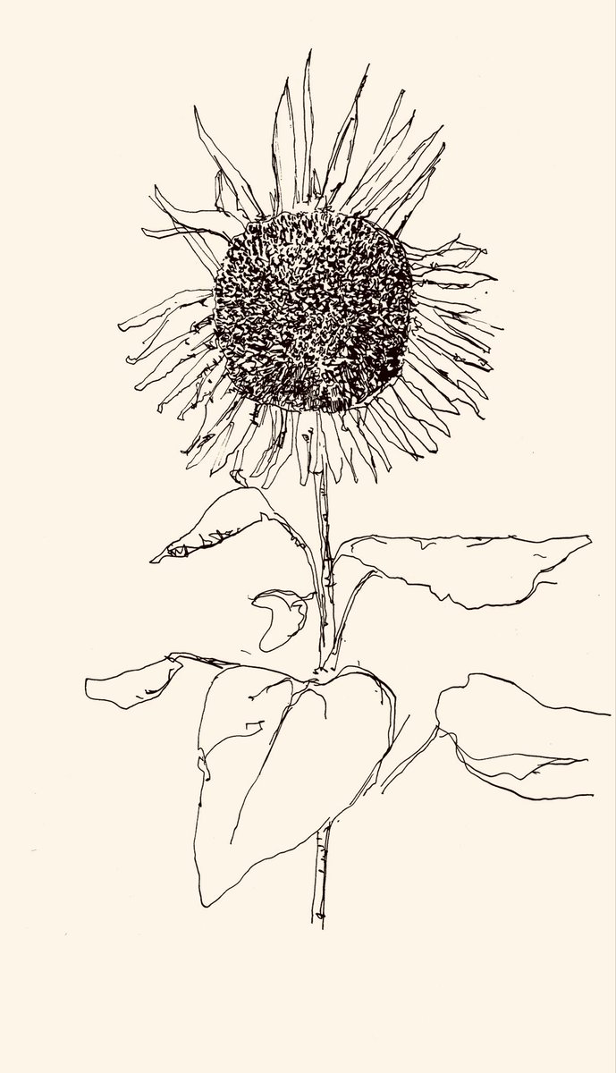 chroma_4's tweet photo. 向日葵

#illustration #イラスト　#ペン画 https://t.co/KcFAnHdmGZ