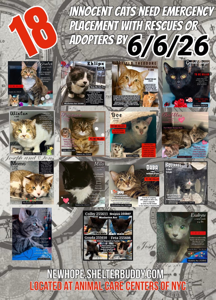 Nik & Marley Cat tweet media