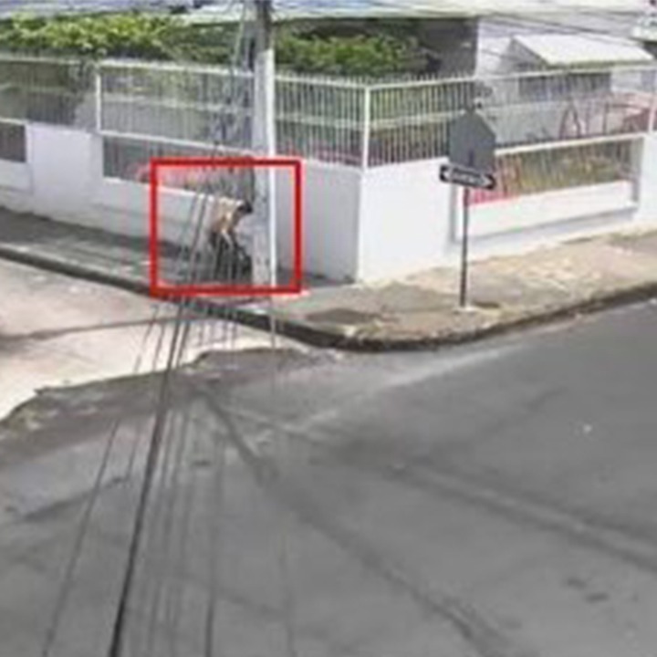 segura_ep's tweet photo. A través de las cámaras de videovigilancia del C5 GYE de Segura EP, se detectó a personas arrojando basura fuera del horario de recolección.

​Hacemos un llamado a la ciudadanía a respetar los horarios establecidos.

¡Mantener la Ciudad De Todos limpia, es tarea de todos!