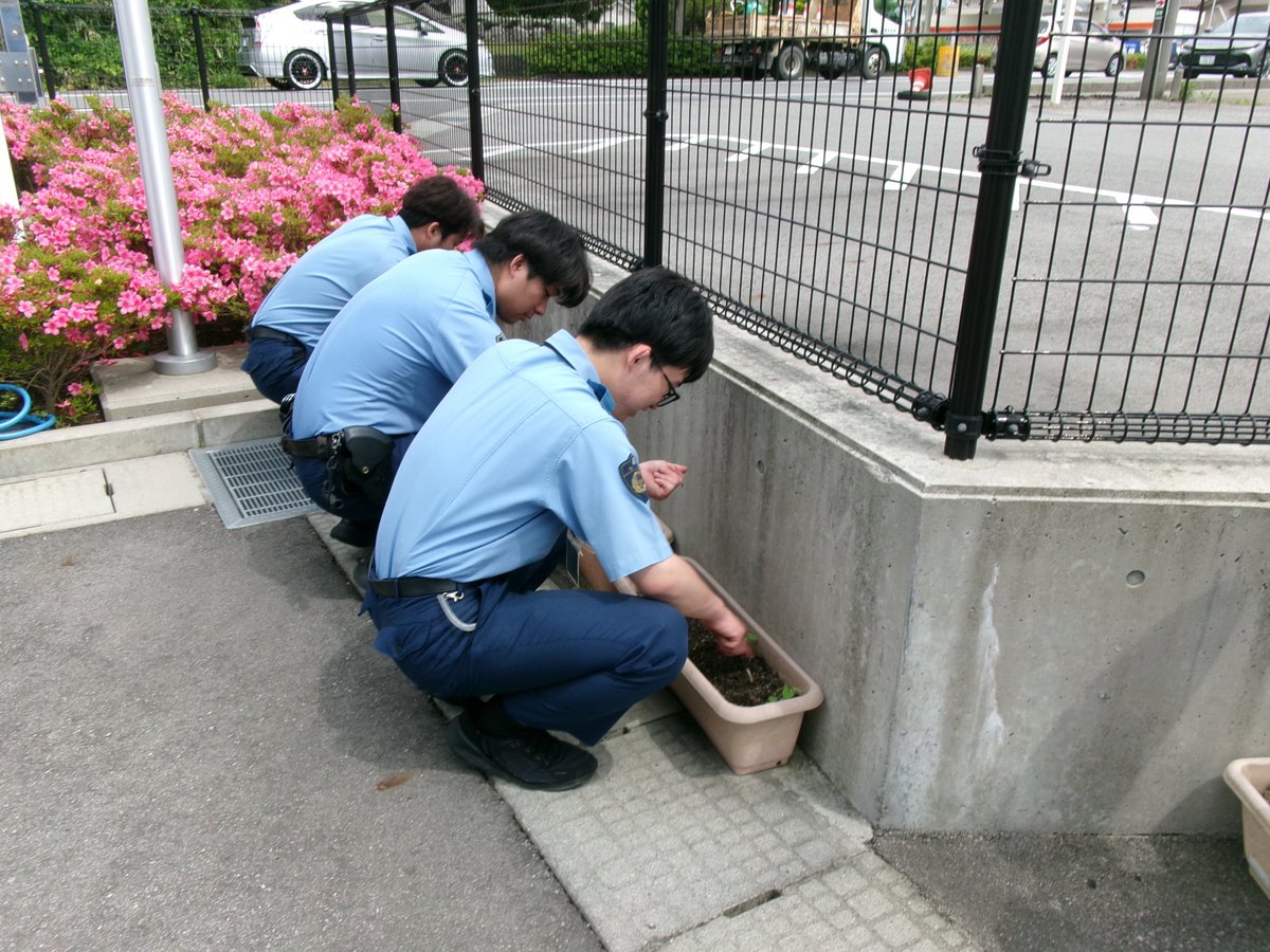 IP_nanao's tweet photo. 【#けんちゃんの朝顔】
ひまわりの苗植えと同じ日に朝顔の種も植えたよ。
この朝顔には「ゆとりを持って行動しよう」「焦らないで行動しよう」という願いがこめられているよ。
きれいな花が咲くといいな！
#被害者支援 #交通事故抑止活動 #ぎゅっとちゃん https://t.co/WOfJoy8tiu