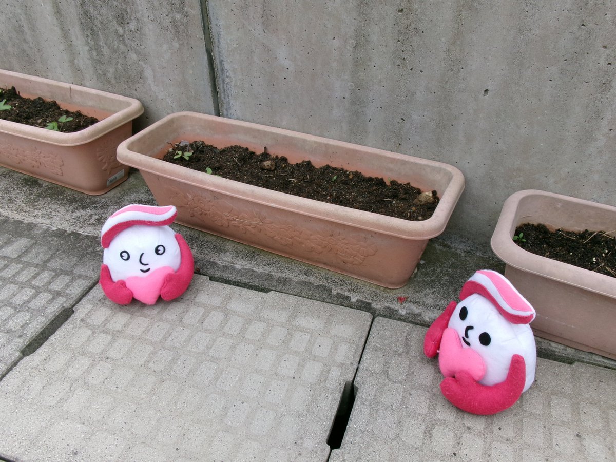 IP_nanao's tweet photo. 【#けんちゃんの朝顔】
ひまわりの苗植えと同じ日に朝顔の種も植えたよ。
この朝顔には「ゆとりを持って行動しよう」「焦らないで行動しよう」という願いがこめられているよ。
きれいな花が咲くといいな！
#被害者支援 #交通事故抑止活動 #ぎゅっとちゃん https://t.co/WOfJoy8tiu