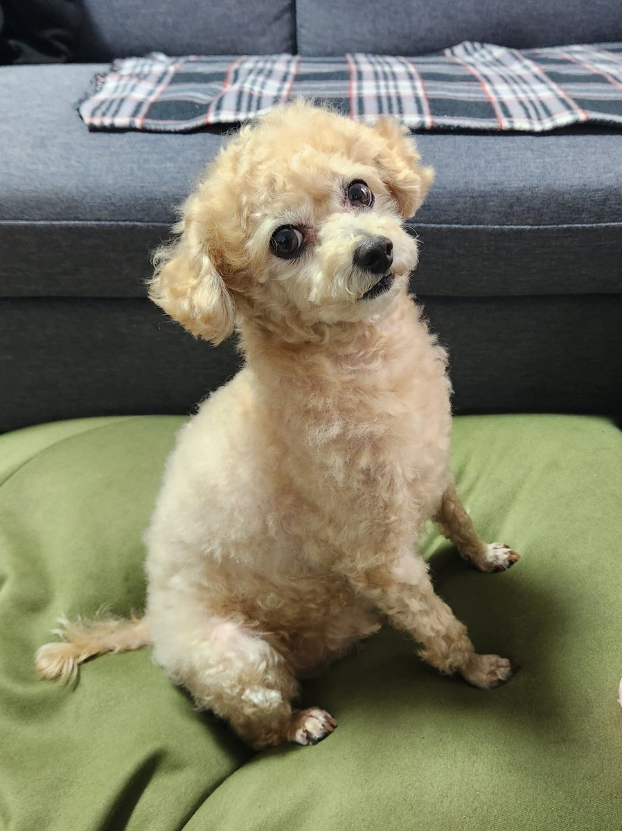 adowaicha's tweet photo. 仕事行ってくるからね！！と伝えたら・・・この表情🐾😁🐾

大丈夫そうです🙋‍♂️

それでは明日の熊本コンサートへ張り切って出発進行🍉

#熊本
#こおり健太
#ずんだ https://t.co/v2wolynYfC