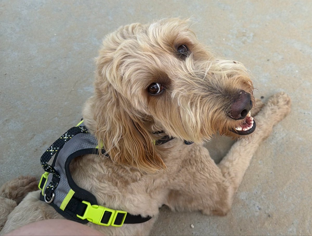 ReedandReason's tweet photo. @SoveyX @nickshirleyy @KathyKansas Golden doodles are totally gay. https://t.co/Ri1UzGs0Pr