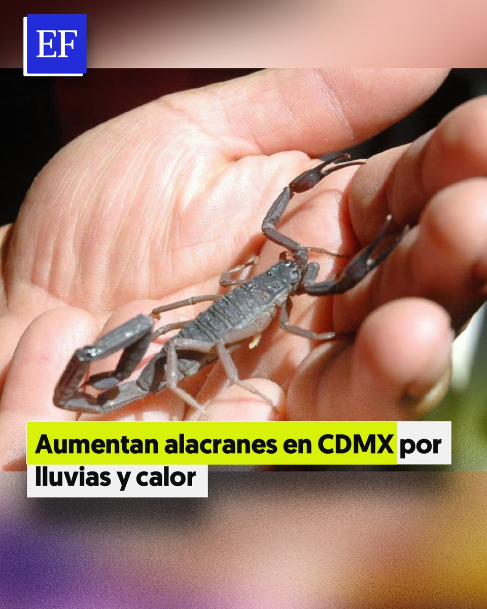 ElFinanciero_Mx's tweet photo. 🦂🌧️ Las lluvias y el clima cambiante en la CDMX han favorecido la aparición de alacranes, especialmente en alcaldías como Álvaro Obregón, Tlalpan, Xochimilco, Magdalena Contreras y Milpa Alta
https://t.co/9GxDC1bw14 https://t.co/JadiFXD3Iu