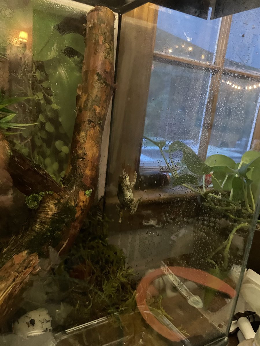 BstKidEva's tweet photo. We have a froge now. https://t.co/HNbdHzHm9I