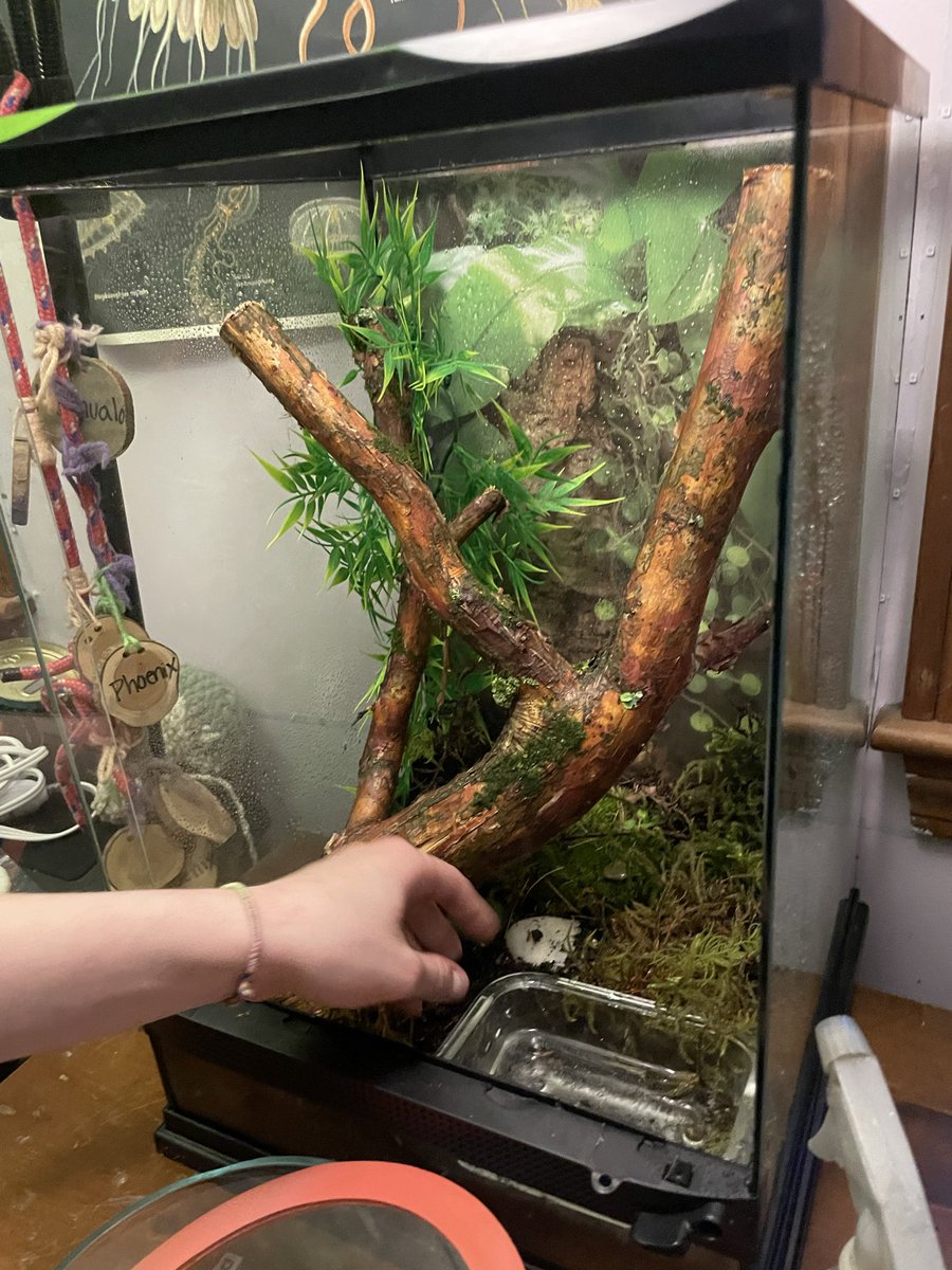 BstKidEva's tweet photo. We have a froge now. https://t.co/HNbdHzHm9I
