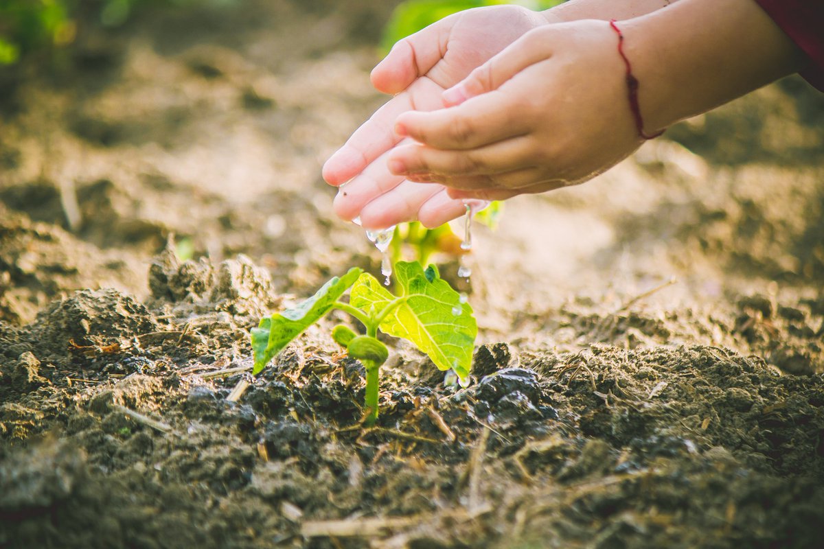 Jaskuuc's tweet photo. Teaching my kid to plant sunflower seeds today—watching their excitement when the first sprout popped up is the best reward!  #亲子时光 #英语日常 https://t.co/MS4jZjKhEb
