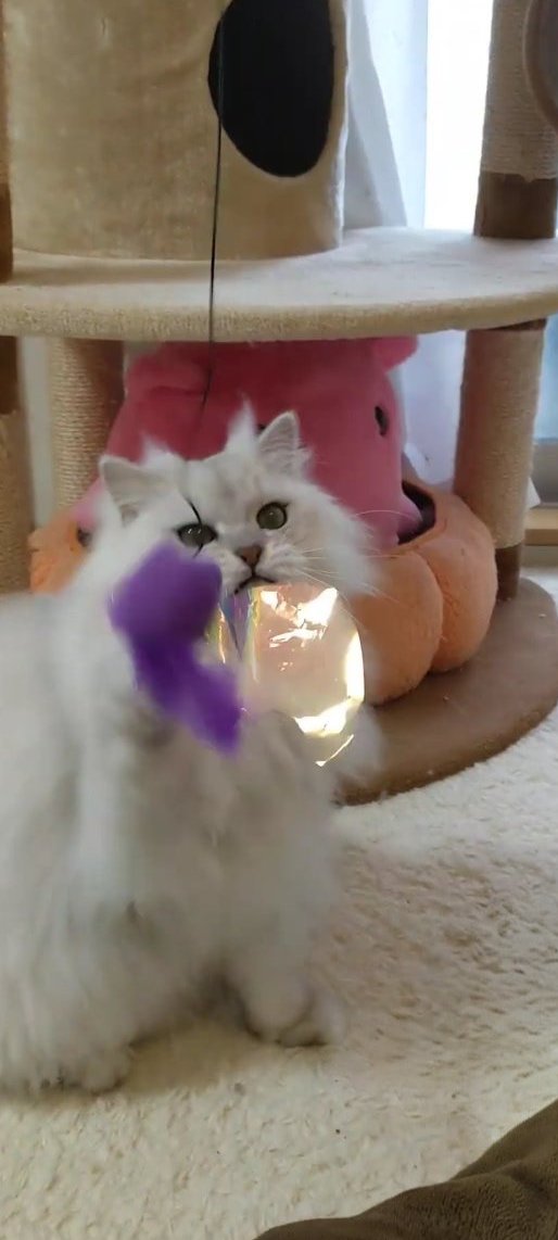 猫のいる暮らし