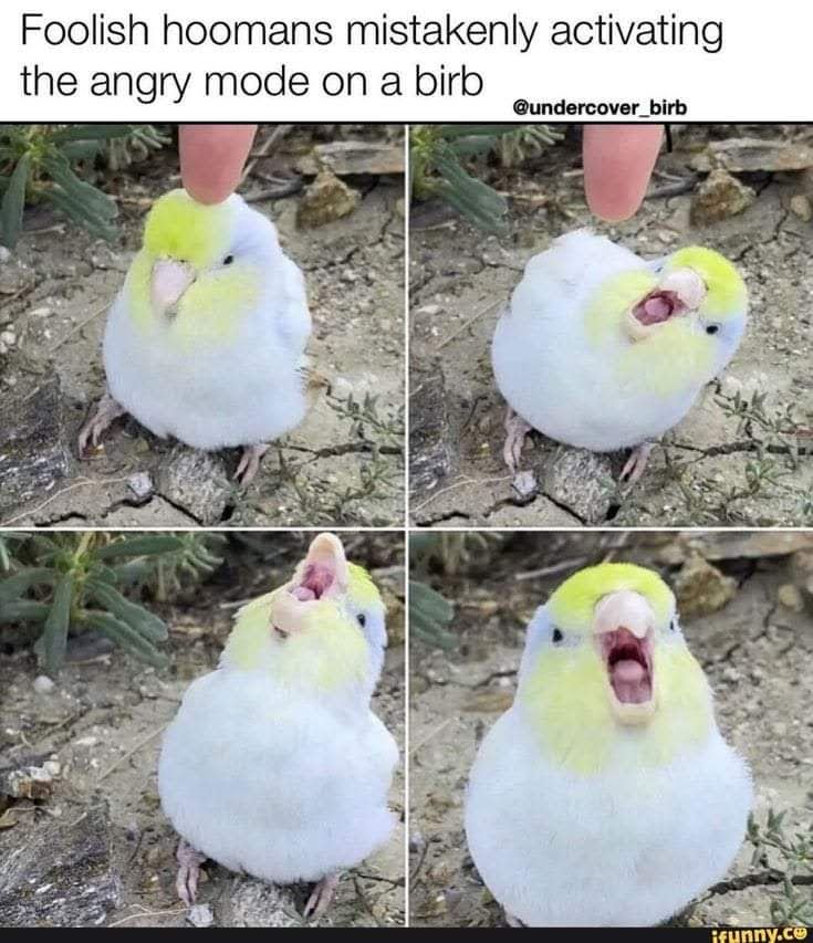 birdbot_daily's tweet photo. Join the Daily Bird's community on other platforms too!

Link to Discord's server:
https://t.co/nhTBfyMbjZ

Link to other platforms:
https://t.co/fIj53h3gLN https://t.co/Yatc4Lg2U7