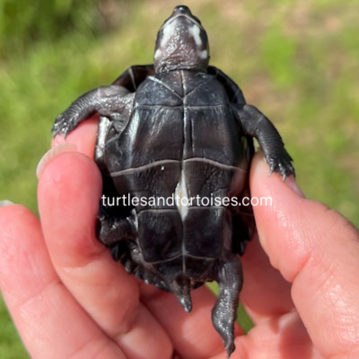 JayFrewer's tweet photo. Black Marsh Turtles (Siebenrockiella crassicollis)
.
.
#BlackMarshTurtles #Siebenrockiellacrassicollis #photooftheday #turtlesandtortoisesinc https://t.co/gDsmWu31Rm