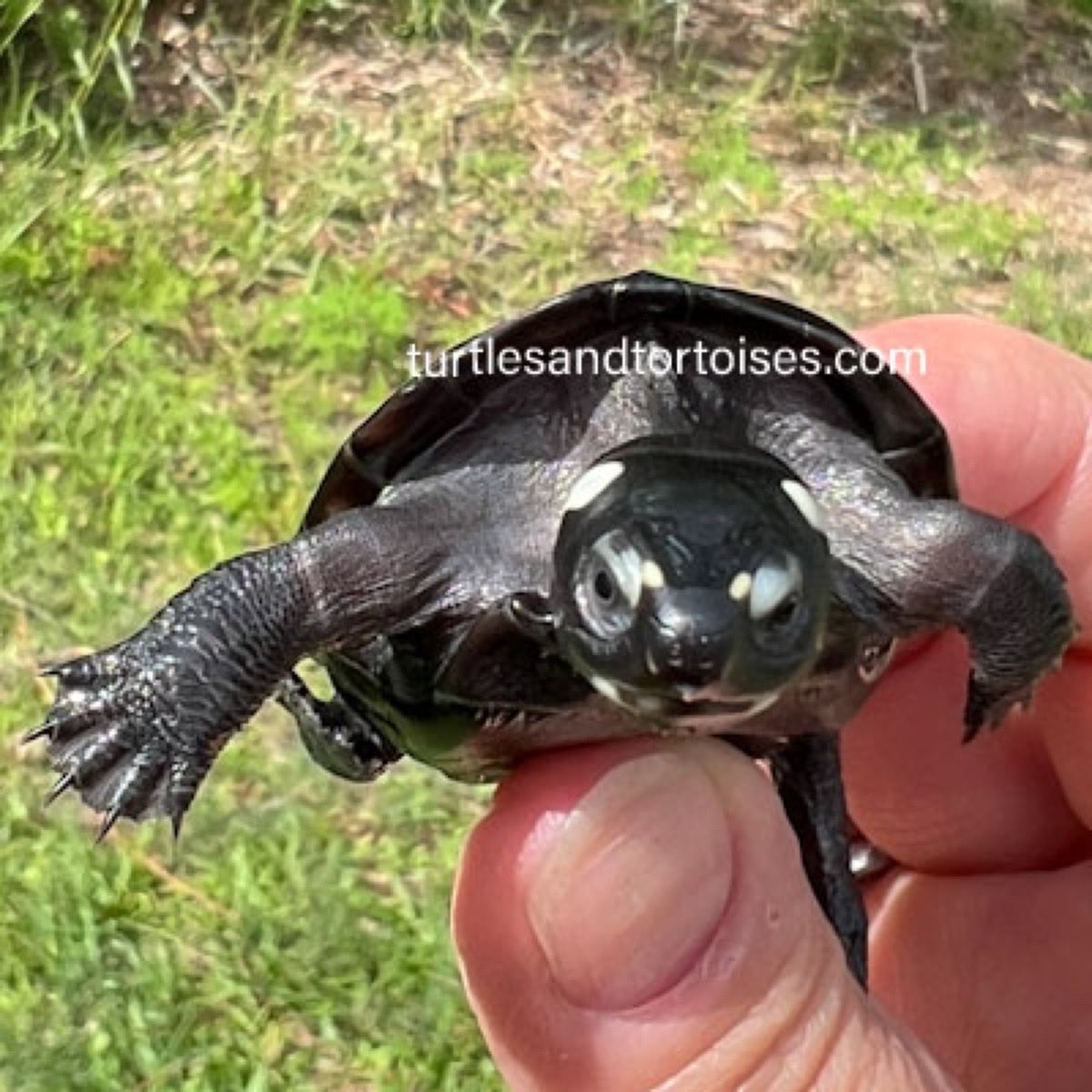 JayFrewer's tweet photo. Black Marsh Turtles (Siebenrockiella crassicollis)
.
.
#BlackMarshTurtles #Siebenrockiellacrassicollis #photooftheday #turtlesandtortoisesinc https://t.co/gDsmWu31Rm