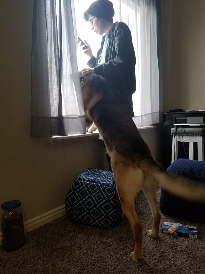 voidaflame's tweet photo. this pic was taken a few month into living with her. it was the first time i was comfortable around her without realizing. my life was never the same after this.
i still to this day am a MASSIVE dog person because of Raven. she was my first love.
pass easy tomorrow big lady ❤️‍🩹 https://t.co/uuB7OI3pgu