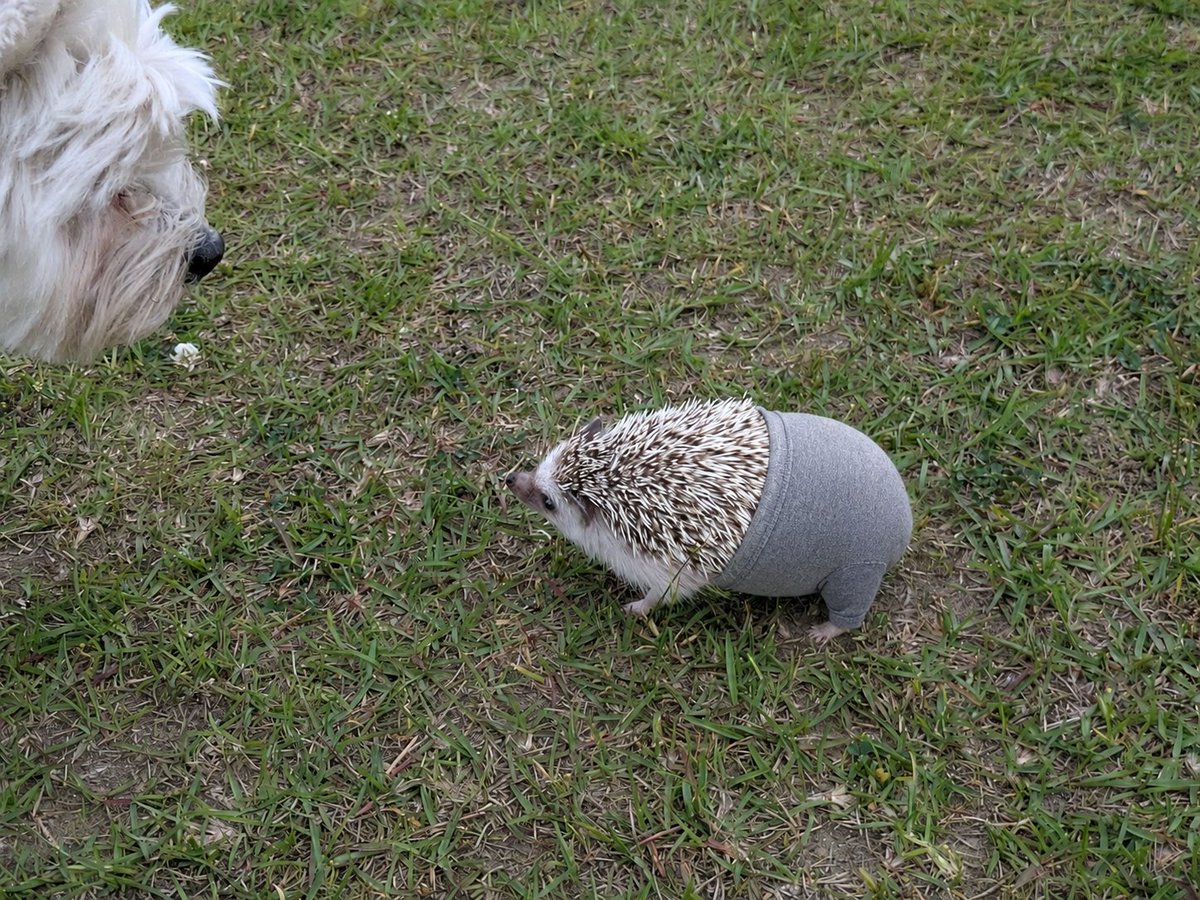 tsukimadoh's tweet photo. ウチもヨガパンツデビュー https://t.co/gl7kx7nNY7