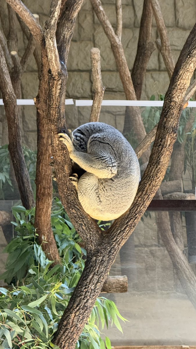 rika_shirase's tweet photo. おはよーん！
どこの動物園でしょうか！ https://t.co/NDulECQQFA