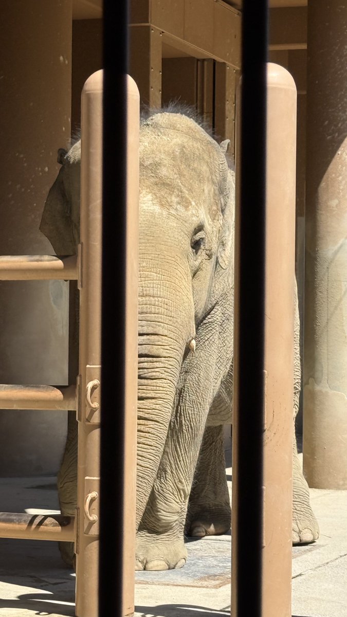 rika_shirase's tweet photo. おはよーん！
どこの動物園でしょうか！ https://t.co/NDulECQQFA
