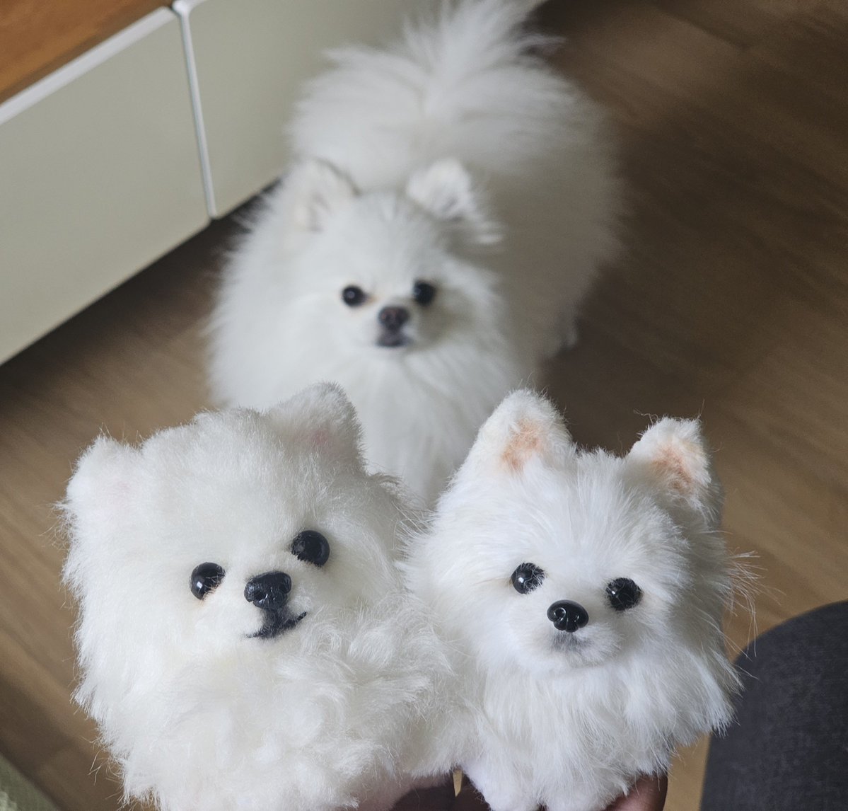 HODU_is_dog's tweet photo. 케르베로스 https://t.co/kmVeCWXdUE