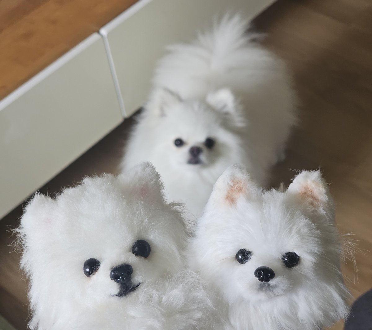 HODU_is_dog's tweet photo. 케르베로스 https://t.co/kmVeCWXdUE