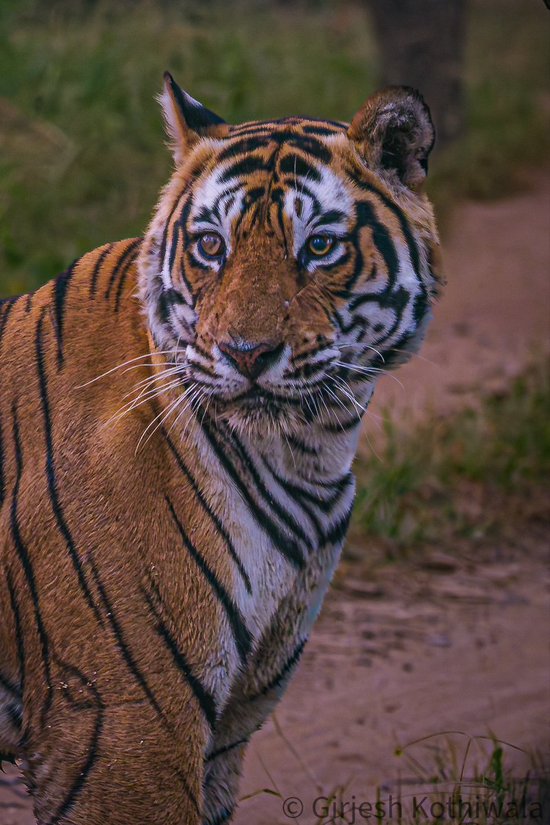 wildlife_clicks's tweet photo. A magnificent male tiger of Ranthambore, carrying the confidence and charisma that make these big cats so iconic.

One thing that caught my attention in this photograph is the apparent difference between his eyes. One eye seems slightly different from the other in appearance and expression.

Wildlife enthusiasts and experts what do you think could be the reason? Could it be the angle of the photograph, lighting conditions, a past injury, age-related changes, an eye infection, or something else entirely?

It would be interesting to hear your observations and learn more about what might have caused this difference.

#Ranthambore #Tiger #WildlifePhotography