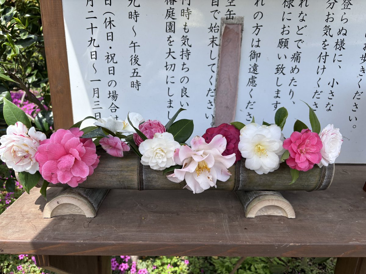 wheninthearea's tweet photo. 茅ヶ崎の邸宅街に素敵な庭園を発見。氷室椿庭園というそう。５月始めだったけど、まだ少し椿の花が咲いてました。 https://t.co/z2iLQCIruX