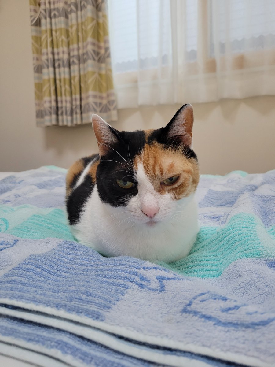 pushu_gubi's tweet photo. ベランダ見たくて母ちゃんの後を着いて行ったら急に振り返るからおてて踏まれたの https://t.co/HWC7krQl81