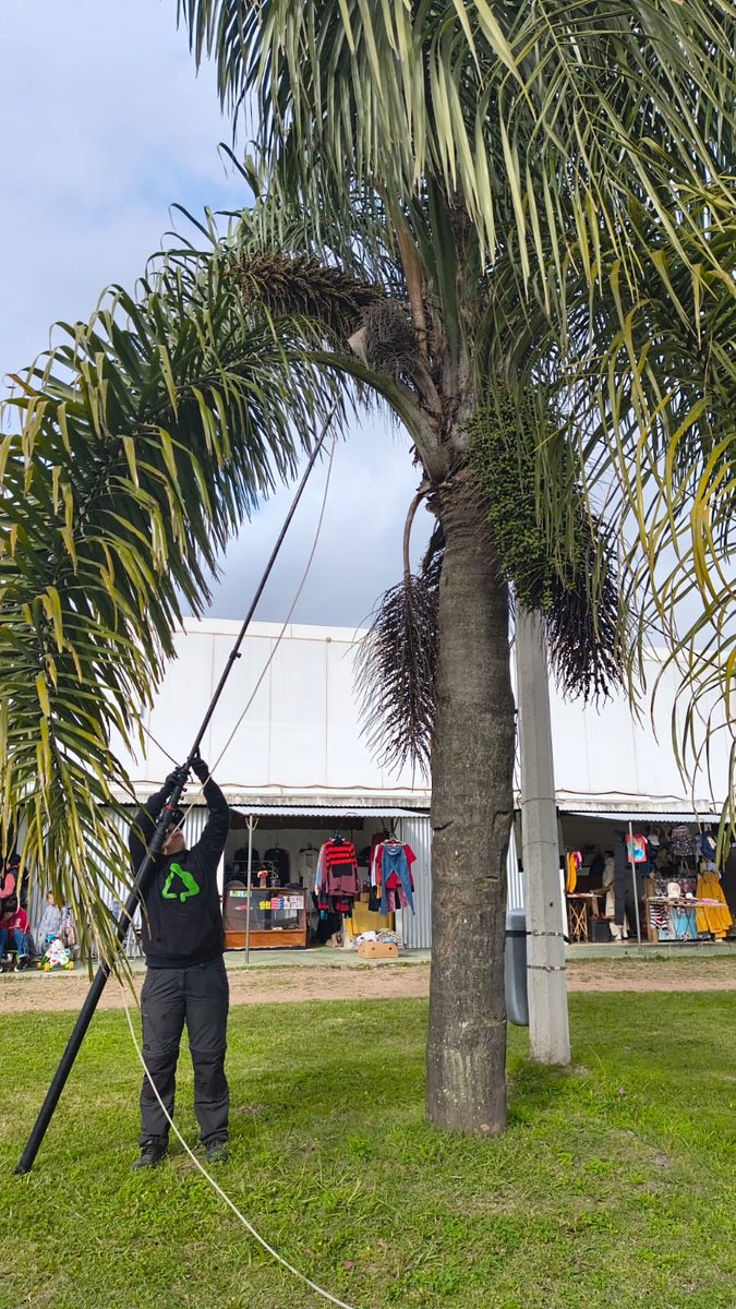 claucelo1's tweet photo. 🚨Seguimos protegiendo las palmeras de nuestra localidad y cuidando el patrimonio que muchas de ellas repercutan.

♻️En este caso inoculamos unas 12 palmeras con el equipo de espacios públicos de la Intendencia de Canelones.
#MunicipioProgreso https://t.co/R5uEIr4Py2